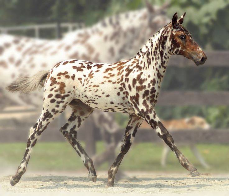 Appaloosa Foal